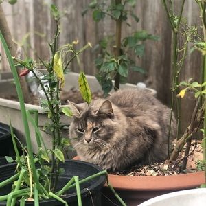 Meet your Posher, Han